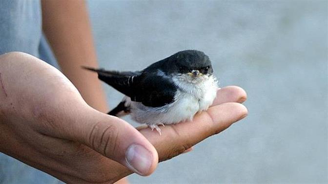 Μην ενοχλείτε τα χελιδόνια!