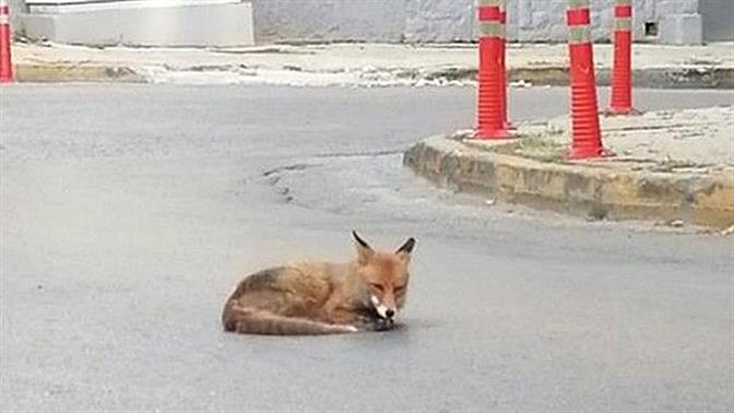Απίστευτο: Αλεπού εμφανίστηκε να... λιάζεται στην Αγία Παρασκευή