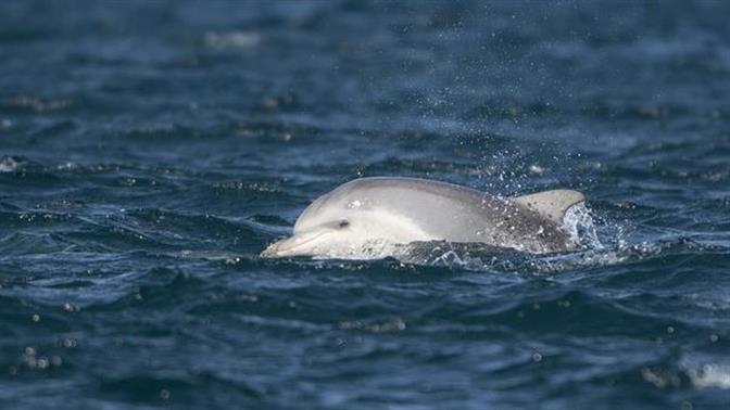 Δελφίνια απολαμβάνουν τον Βόσπορο