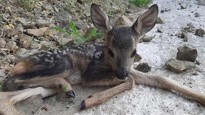 Οδηγός έσωσε νεογέννητο ζαρκάδι στην Υπάτη
