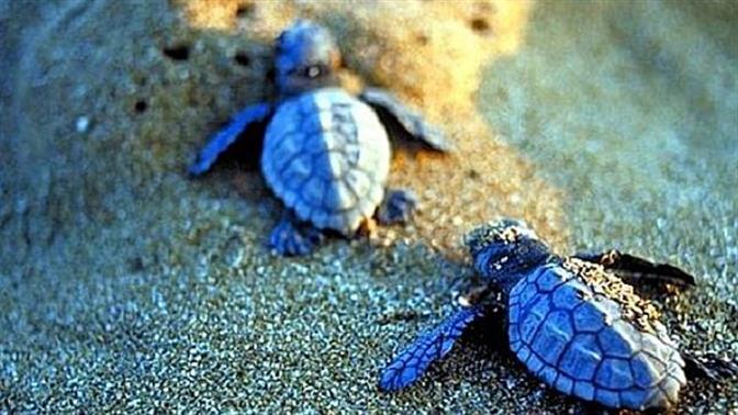 Να και ένα καλό νέο: Αυξήθηκαν οι φωλιές της καρέτα-καρέτα