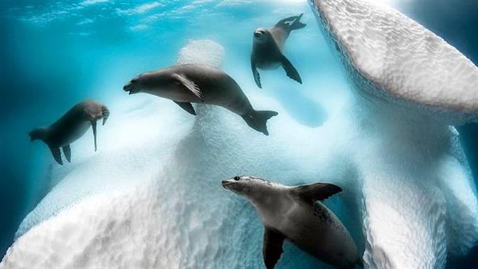 Οι πιο όμορφες υποβρύχιες φωτογραφίες του 2020