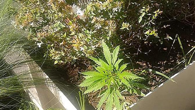 Κόμβος ακτιβιστών φυτεύει κάνναβη στον Μεγάλο Περίπατο!