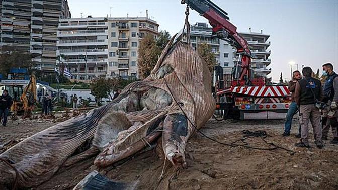 Φάλαινα ξεβράστηκε στον Πειραιά, γιατί το 2020 έχει 7 μέρες ακόμη