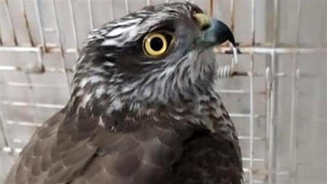 Πυροσβέστες έσωσαν γεράκι! Μπήκε καλά η χρονιά στο Ηράκλειο