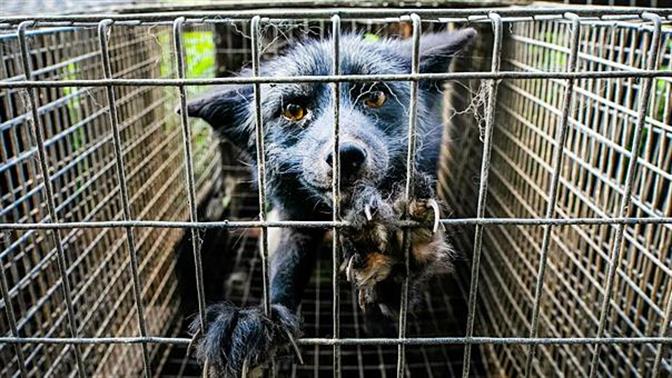 Τα ζωάκια πίσω από τα προϊόντα που καταναλώνουμε