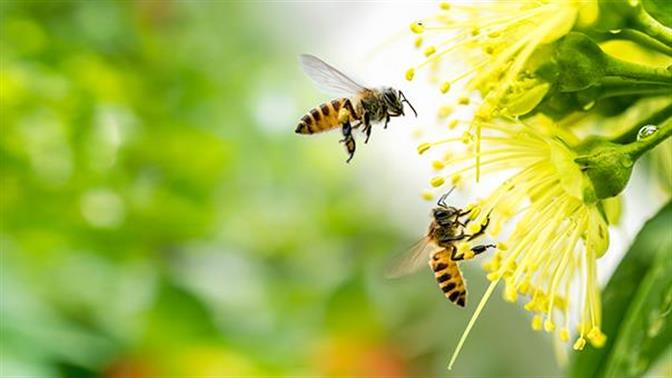 Η γύρη στον αέρα αυξάνει τον κίνδυνο μετάδοσης κορωνοϊού