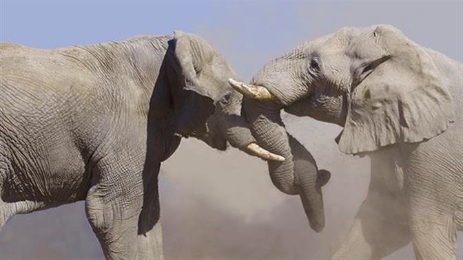Δύο ελέφαντες μονομαχούν σε τσίρκο της Ρωσίας