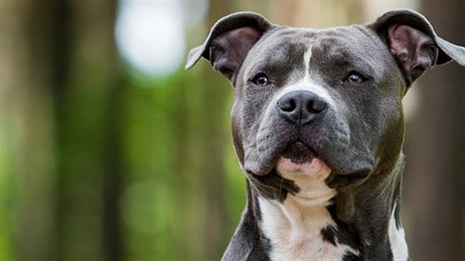 Συνελήφθη άντρας που σκότωσε σκύλο με τόξο στην Πετρούπολη