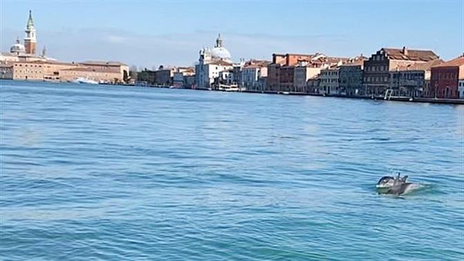 Δελφίνια εμφανίστηκαν στα κανάλια της Βενετίας!