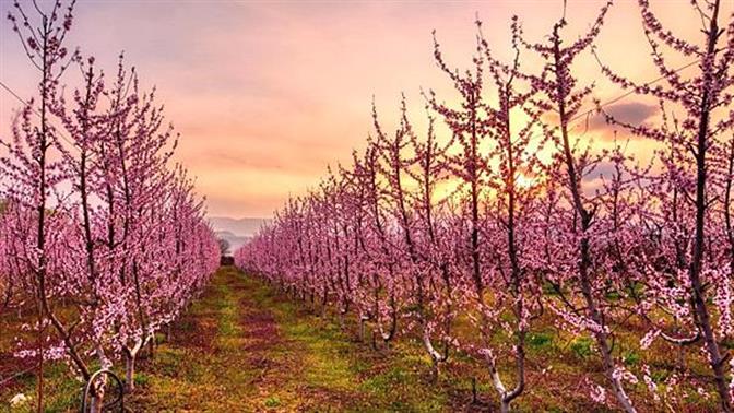 Οι ανθισμένες ροδακινιές στη Βέροια είναι υπέροχες