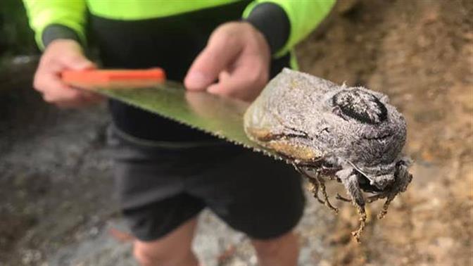 Πεταλούδα άλιεν βρήκαν μαθητές στην Αυστραλία