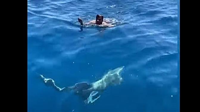 Άντρας βούτηξε δίπλα σε καρχαρίες για να σώσει τραυματισμένο πουλί