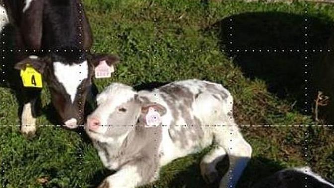 Κλωνοποίησαν αγελάδα στη Ρωσία για να παράγει υποαλλεργικό γάλα