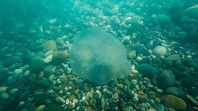 Τοξικές μέδουσες εμφανίστηκαν στη Χαλκιδική