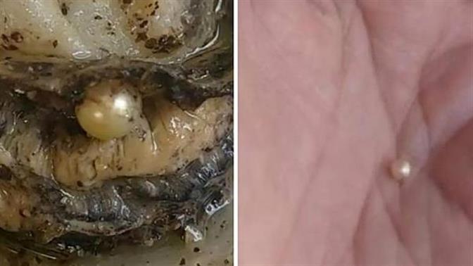 Σε ουζερί στην Πάτρα βρήκαν μαργαριτάρι μέσα σε στρείδι