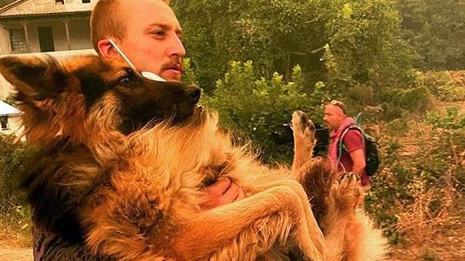 Εθελοντής στην Εύβοια σώζει παρατημένο λυκόσκυλο
