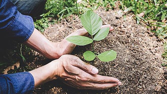 Πρέπει να ξεκινήσει δενδροφύτευση αμέσως;