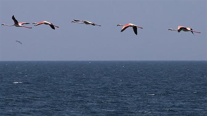 Γέμισε με φλαμίνγκο ο Αγιόκαμπος