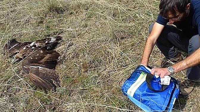 Φρίκη: Σκότωσαν χρυσαετό με δηλητηριασμένο δόλωμα