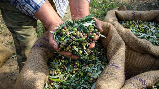 Το 74% των Ελλήνων αγοράζει ελαιόλαδο από φίλους και συγγενείς