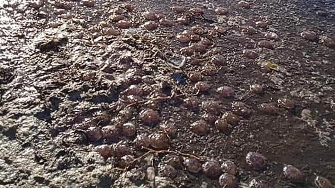 Τσούχτρες έβγαλε στους... δρόμους της Άνδρου η κακοκαιρία