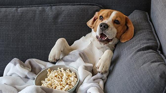 Ποια είναι η σχέση των σκύλων με την τηλεόραση;