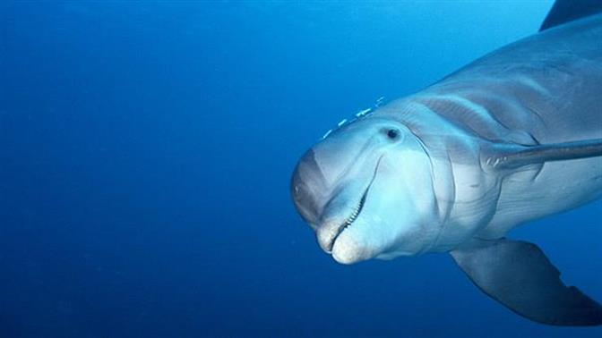 Τα θηλυκά δελφίνια έχουν κλειτορίδα που προσφέρει ηδονή