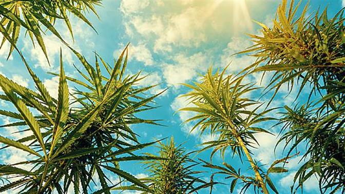 Έρευνα: Η κάνναβη προστατεύει από τον κορωνοϊό