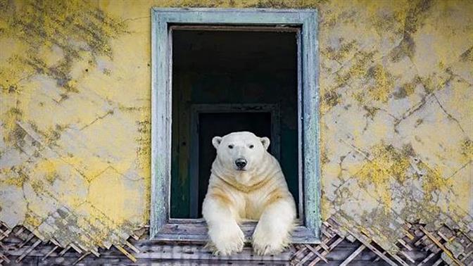 Πολικές αρκούδες κατέλαβαν νησί αφού το εγκατέλειψαν επιστήμονες (video)
