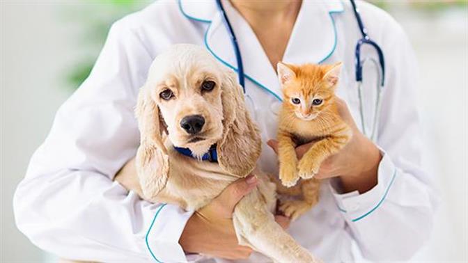 Οι ερωτήσεις που πρέπει να κάνεις στον κτηνίατρο