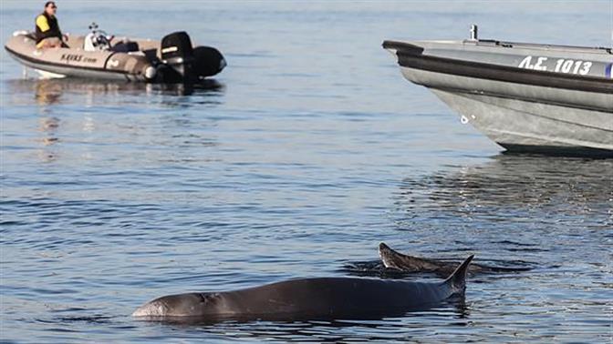 Φάλαινα εντοπίστηκε τραυματισμένη στον Άλιμο