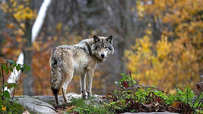 Αμυράς: Αποκύημα φαντασίας ο μονόλυκος στην Πεντέλη