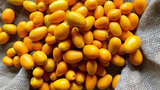 Κουμκουάτ, το χρυσαφένιο μικρό πορτοκάλι
