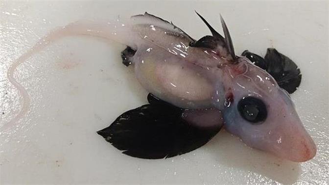 Νέα Ζηλανδία: Ανακαλύφθηκε η σπάνια 