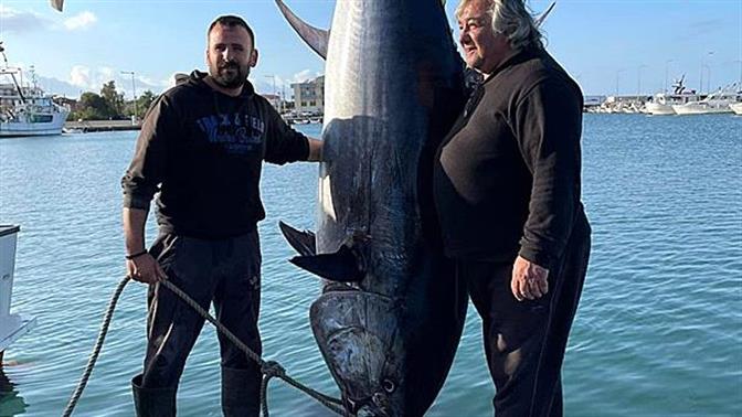 Τόνο 400 κιλά έπιασαν στην Κυλλήνη