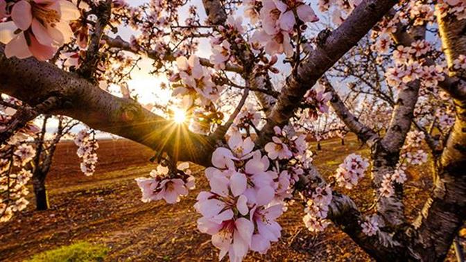 Ο Φλεβάρης κι αν φλεβίσει, η αμυγδαλιά θα ανθίσει