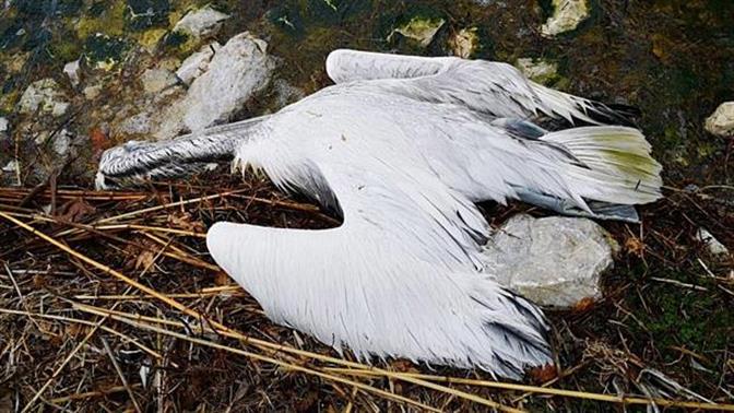 Εκατοντάδες αργυροπελεκάνοι νεκροί στην Μικρή Πρέσπα