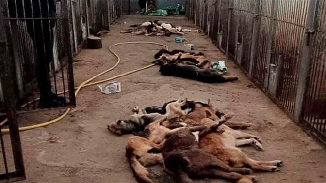 Ουκρανία: Πέθαναν από ασιτία περισσότερα από 300 σκυλιά σε καταφύγιο ζώων