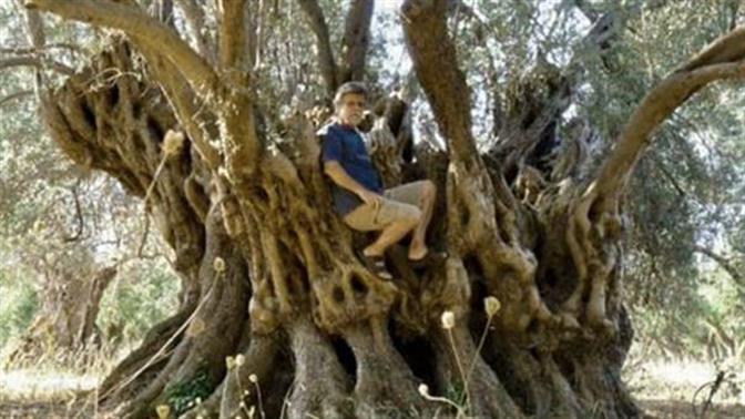 30 δέντρα στη Γη έχουν ηλικία πάνω από 2.000 χρόνια