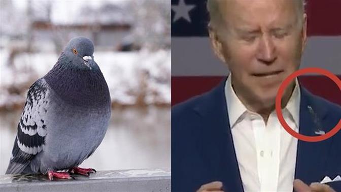 Πουλί κουτσούλησε τον Μπάιντεν και στο Ίντερνετ έγινε χαμός