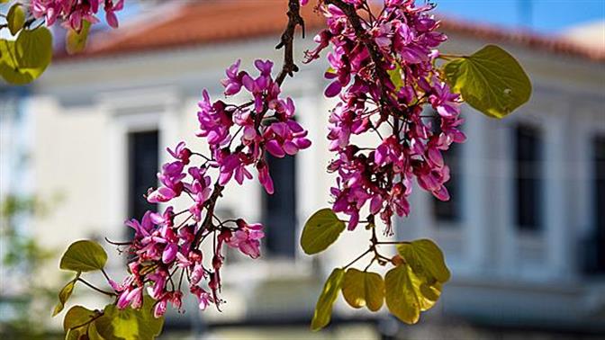 Οι κουτσουπιές είναι τα δέντρα που ομορφαίνουν την Αθήνα