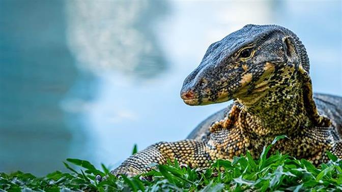 Ινδοί κατηγορούνται πως βίασαν, σκότωσαν και έφαγαν... μια σαύρα