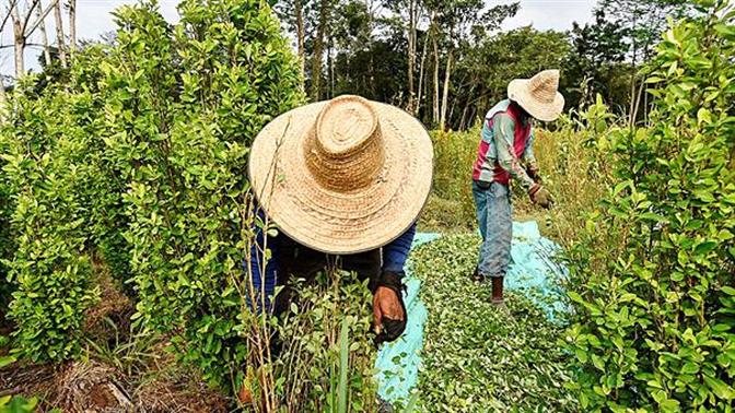 Η περουβιανή κυβέρνηση θα αγοράσει όλη την παραγωγή φύλλων κόκας