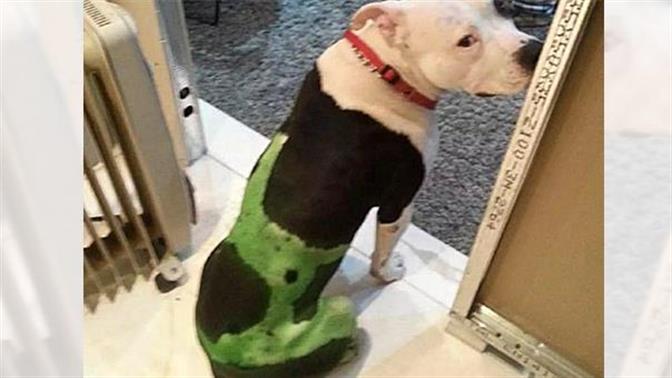 Ο 30χρονος που κακοποίησε το γατάκι στην Αιδηψό είχε βάψει με μπογιά τον σκύλο του