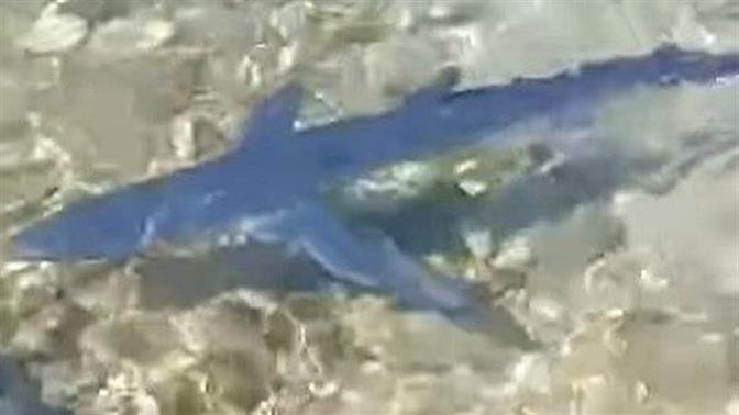 Γαλάζιος καρχαρίας έσκασε μύτη στον Μύτικα
