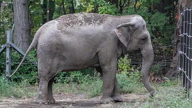 Ανθρώπινα δικαιώματα σε ελεφαντίνα εξετάζει αμερικανικό δικαστήριο