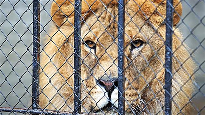 Πήγε να πειράξει λιοντάρι και του έκοψε το δάχτυλο! (βίντεο)