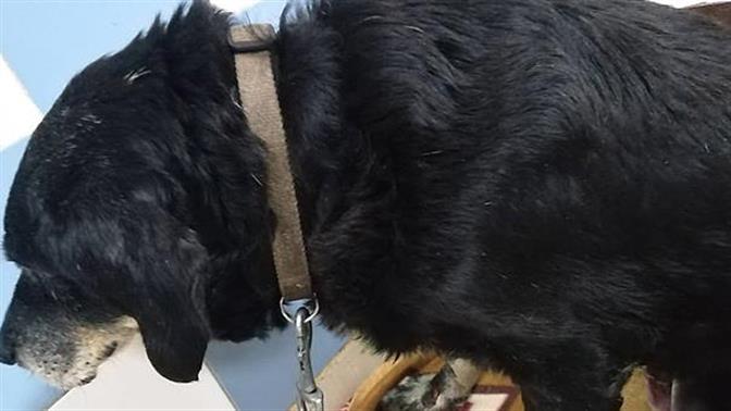 Στα Χανιά έδεσαν σκύλο σε προφυλακτήρα αυτοκινήτου και τον έσερναν
