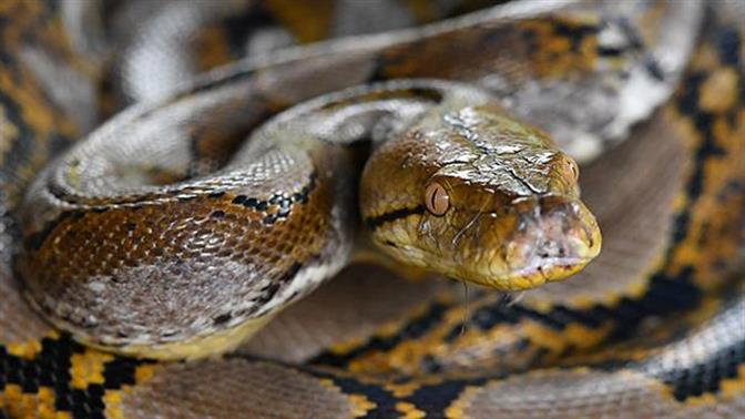 Πύθωνας εισέβαλε σε σπίτι στην Αγία Παρασκευή